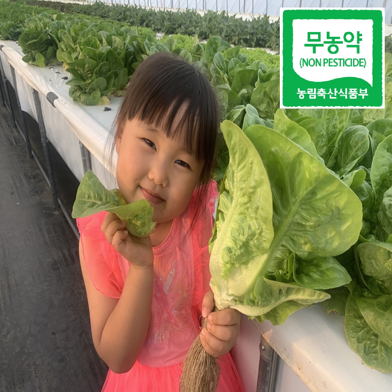 솔로몬팜 바다를 마신 유럽상추 유럽샐러드 1Kg