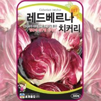 치커리 씨앗 300립 레드베르나치커리 채소씨앗 채소씨 결구형 샐러드 쌈 봄 가을 파종