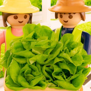 [무농약 버터헤드 1kg] 샐리의식탁 친환경 유러피안 샐러드 채소 야채 쌈채소 유럽상추 버터헤드레터스