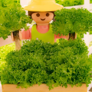 [무농약 프릴아이스 1kg] 샐리의식탁 친환경 유러피안 샐러드 채소 야채 쌈채소 유럽상추