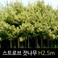 스트로브 잣나무 묘목 H2.5m 스잣 분묘 1주