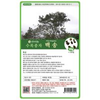 다-백송 500g 백송씨 백송종자 백송씨앗