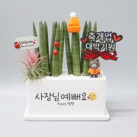 글귀자유 축하화분선물 메세지 귀여운 돈나무 화환 인사이동 승진 영전 개업 집들이 금전수