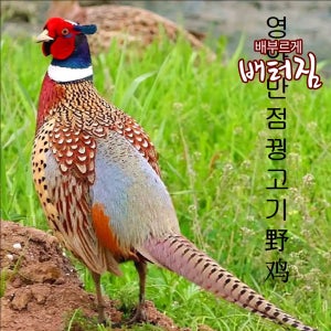 (배터짐) 보신용 꿩고기 3마리 토끼 거위 기러기 메추리 말고기 흑염소 염소 고기