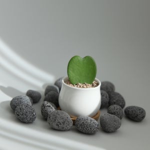 미니선인장 하트호야 미니우드화분 세트