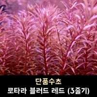 로타라 블러드 레드 (3줄기)