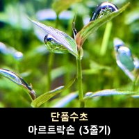 아르트락손 (3줄기)