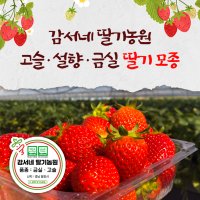 딸기 모종 (고슬) 9월! 싱싱한 모종으로 컴백!