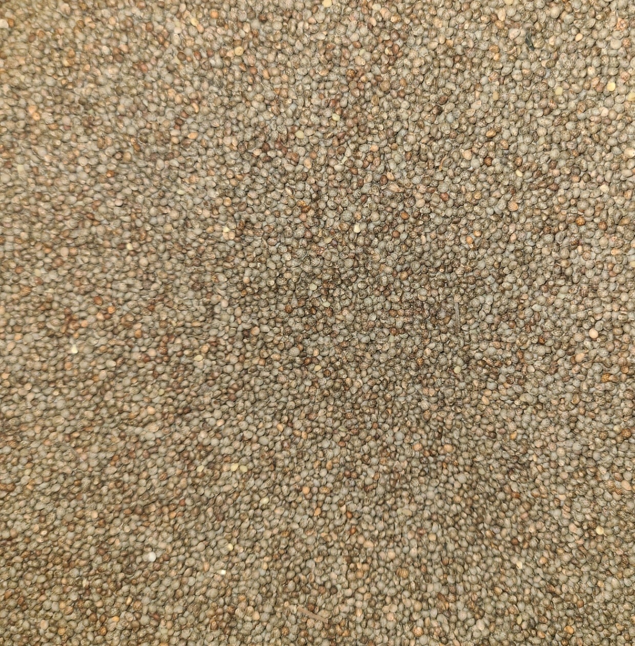 2025년 햇들깨1kg중국산(길림성) 생들깨 통들깨 볶지않은 1KG