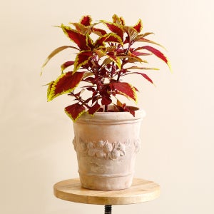 데로마 레몬팟 토분 인테리어화분 분갈이화분 빈티지 거실 대형 화분 25cm