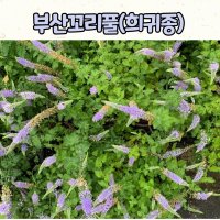 10센티 화분 부산꼬리풀 / 여름야생화 / 희귀식물 노지월동