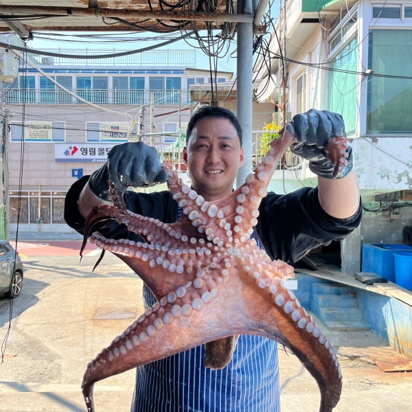 남해안 최상급 자연산 돌문어 1kg 활문어 대왕문어 제수용문어