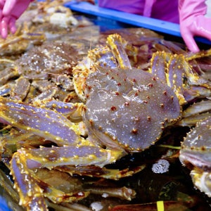쫄깃한 러시아 활 킹크랩 1마리 2kg (레드 브라운 블루 )