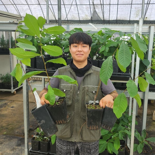 포포나무묘목 실생 2년중묘 포트 포포묘목