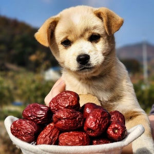 보은 건대추 젤나농원 햇대추 1kg 선물 답례품 2025년