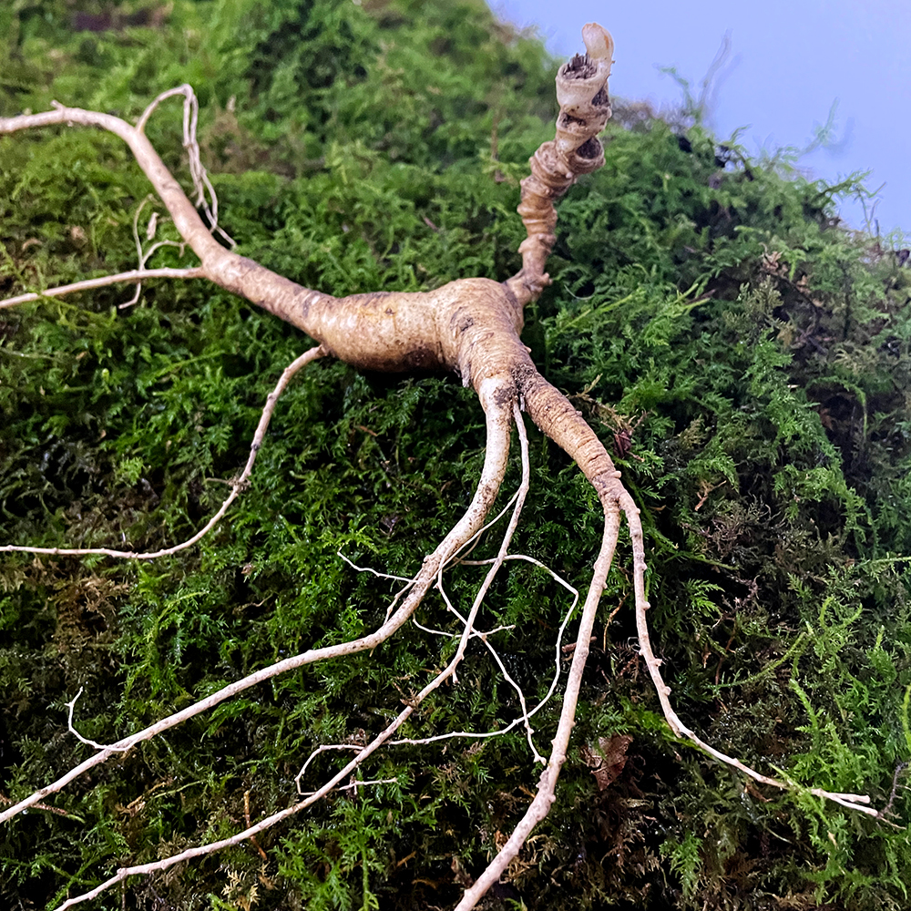 자연산산삼 천종삼 야생산삼 장뇌삼 <b>산양삼</b> 30년근