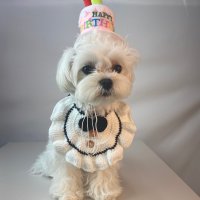 강아지 생일모자 파티 고양이케이크모자