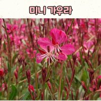 10센티 화분 미니 가우라 / 야생화 / 홍접초 / 나비바늘꽃 / 다년초