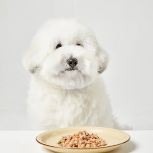 플라잉퍼피 강아지 화식 수제 자연식 습식사료 반려견 영양식 5팩 250g 오리고기, 50g, 1개