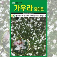 나비바늘꽃씨앗 100립 가우라화이트 백접초 꽃씨앗 야생화 꽃씨 종자