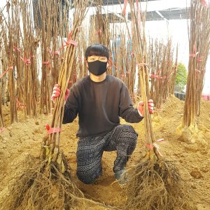 감나무묘목 대봉감나무 접목1년 특묘 재배