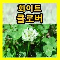 클로버 씨앗 20g 화이트클로버 씨 재배 식물 키우기