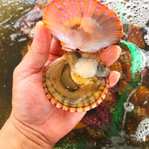 통영 홍가리비 활 가리비 제철 생물 1kg