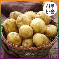 [하루배송][온도씨]가락시장 햇감자 10kg