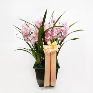 서양란 분홍 심비디움 축하 인사 승진 취임 진급 난선물 전국꽃배달 당일 서양난