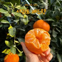 제주 레드향 서귀포 프리미엄 선물세트 3kg 5kg 10kg