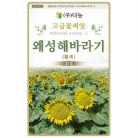 다-왜성해바라기/황색 600립 해바라기씨 해바라기종자 해바라기씨앗