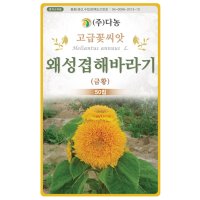 다-왜성겹해바라기/금황 50립 해바라기씨 해바라기종자 해바라기씨앗