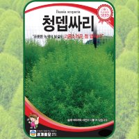 댑싸리 씨앗 1g 청댑싸리 종자 코키아 꽃씨 몰 뎁싸리 댑싸리 Kochia