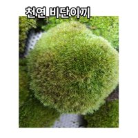 국내산 자연 천연비단이끼 17/13cm 5팩 화분장식 테라리움 풍란 목 석부작 분재 조경