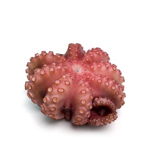 자숙문어 냉동문어 업소용 10kg 대용량 필리핀