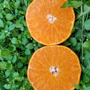 제주 서귀포 천혜향 중소과 3kg 5kg 10kg 당도 보장 산지 직송