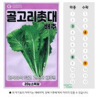 골고리촛대배추 씨앗 종자20g