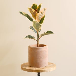 데팡스 호물로 인테리어 빈티지 대형화분19cm