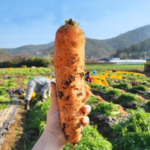 유기농당근 최저가 가성비상품