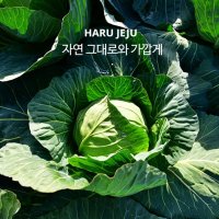 하루제주 100% 제주 양배추 고깔 양배추즙 80ml 30포