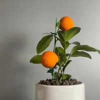 레몬나무 식물만 오렌지레몬 레몬트리