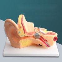 인체해부모형 인체해부도 귀 해부학 이비인후과 단면 시뮬레이션 교육 자료