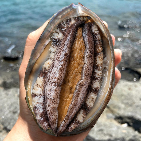 진도 활 전복 1kg 복날 선물세트 보양식
