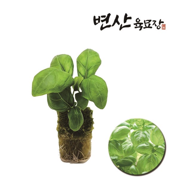수경 재배 모종 2개 허브 바질 스위트바질