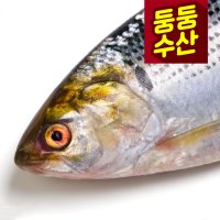 전어 자연산 생선 급냉 냉동 국산