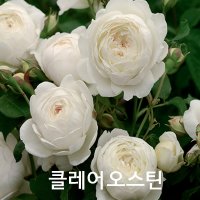 데이비드오스틴 영국장미 관목 넝쿨장미들 골든셀레브레이션 제트루드제킬 클레어오스틴