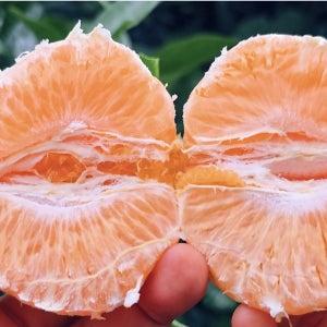 제주 한라봉 고당도 하우스재배 2kg 3kg 5kg 10kg 프리미엄 제철 과일 선물세트
