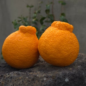 제주 한라봉 고당도 하우스재배 2kg 3kg 5kg 10kg 프리미엄 제철 과일 선물세트