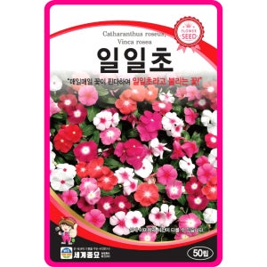 일일초 씨앗 혼합 / 50립 꽃씨 꽃씨몰 다년생 야생화 봄꽃 종자
