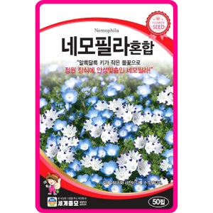 네모필라 씨앗 / 혼합 50립 꽃씨 꽃씨몰 일년생 야생화 봄꽃 종자